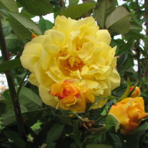 Kletterrose 'Golden Gate'® ADR-Rose